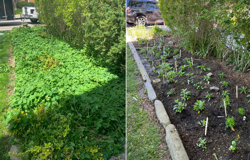 Side by side comparison photos of St. Louis Garden Before and After