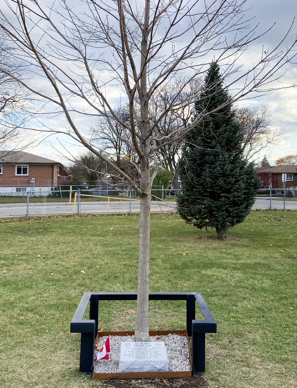 Sugar Maple Tree planted in remembrance of Canadians serving in the armed forces, with the new memorial stone at the base of it
